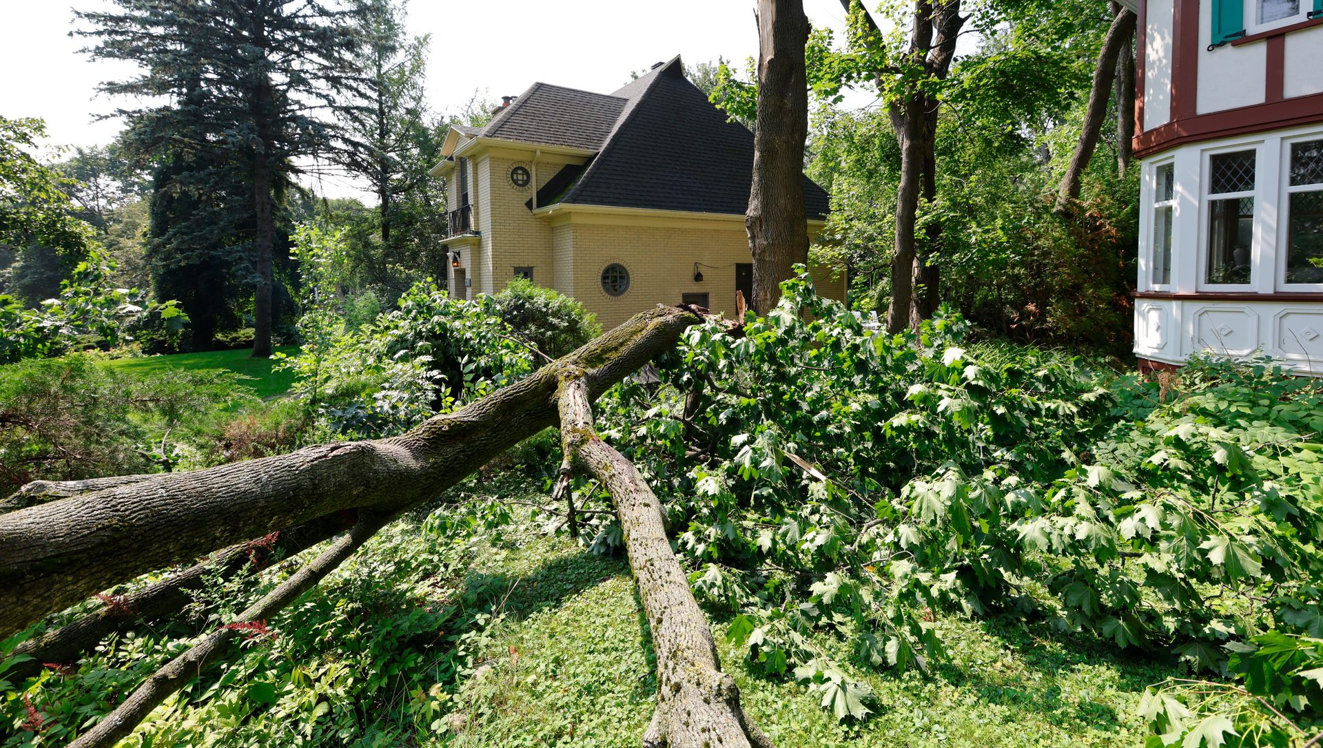 Fallen tree branch across a grassy area; house and trees in the background.
