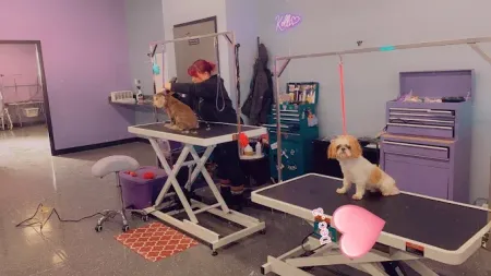 Dog groomer grooming a dog on a grooming table. Another dog waits on a different table. Purple, pink color scheme.