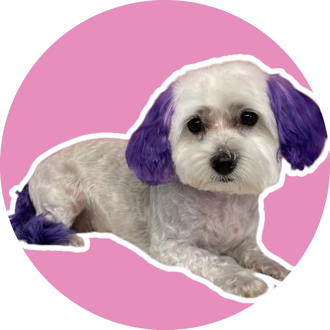 Dog with white fur and purple-dyed ears and tail, resting on a pink background.