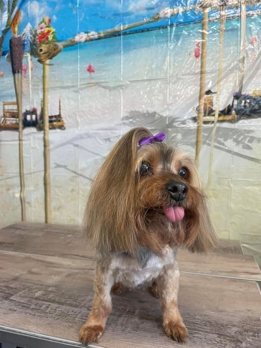 Yorkshire Terrier with a purple bow, tongue out, sitting on a table with a beach backdrop.