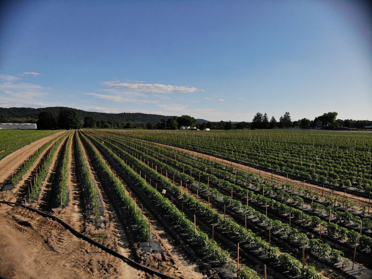 Rows of plants are growing in a field on a sunny day.