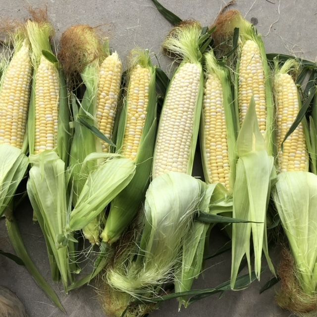 A bunch of corn on the cob with green leaves