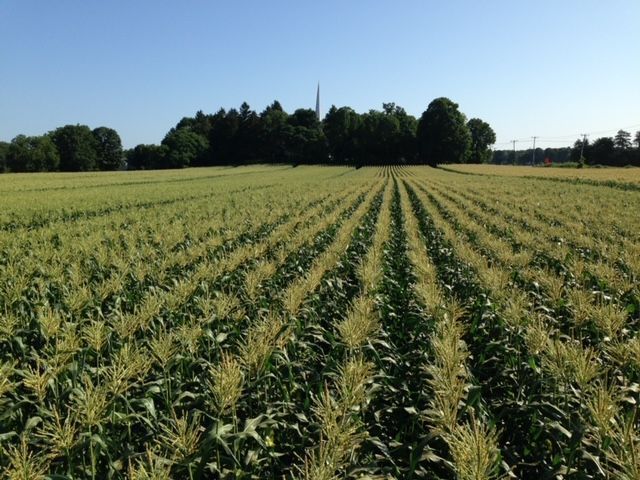 Rows of corn plants in a field with trees in the background