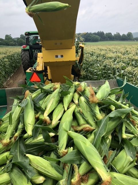 A pile of corn is being harvested in a field.