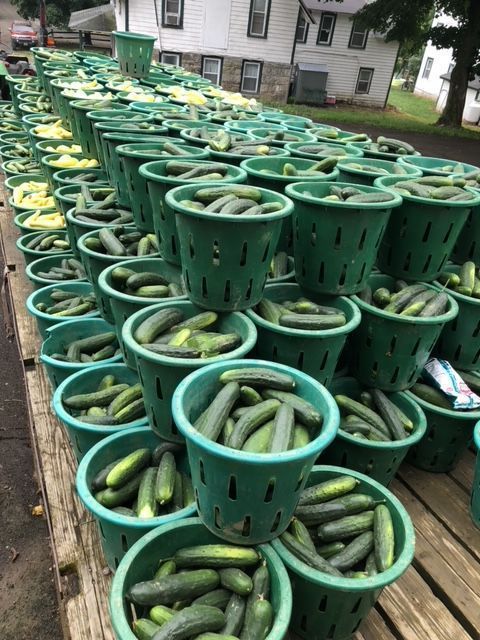 A bunch of green baskets filled with cucumbers are sitting on a wooden table.