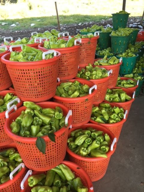 A bunch of orange baskets filled with green peppers