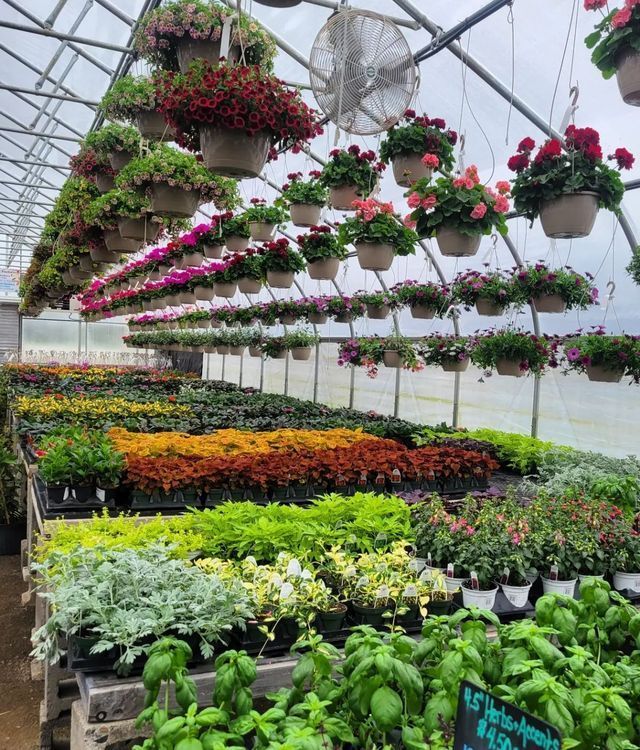 A greenhouse filled with lots of potted plants and hanging baskets of flowers
