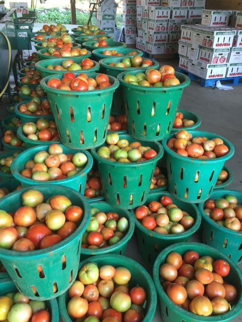 A bunch of green baskets filled with tomatoes and apples