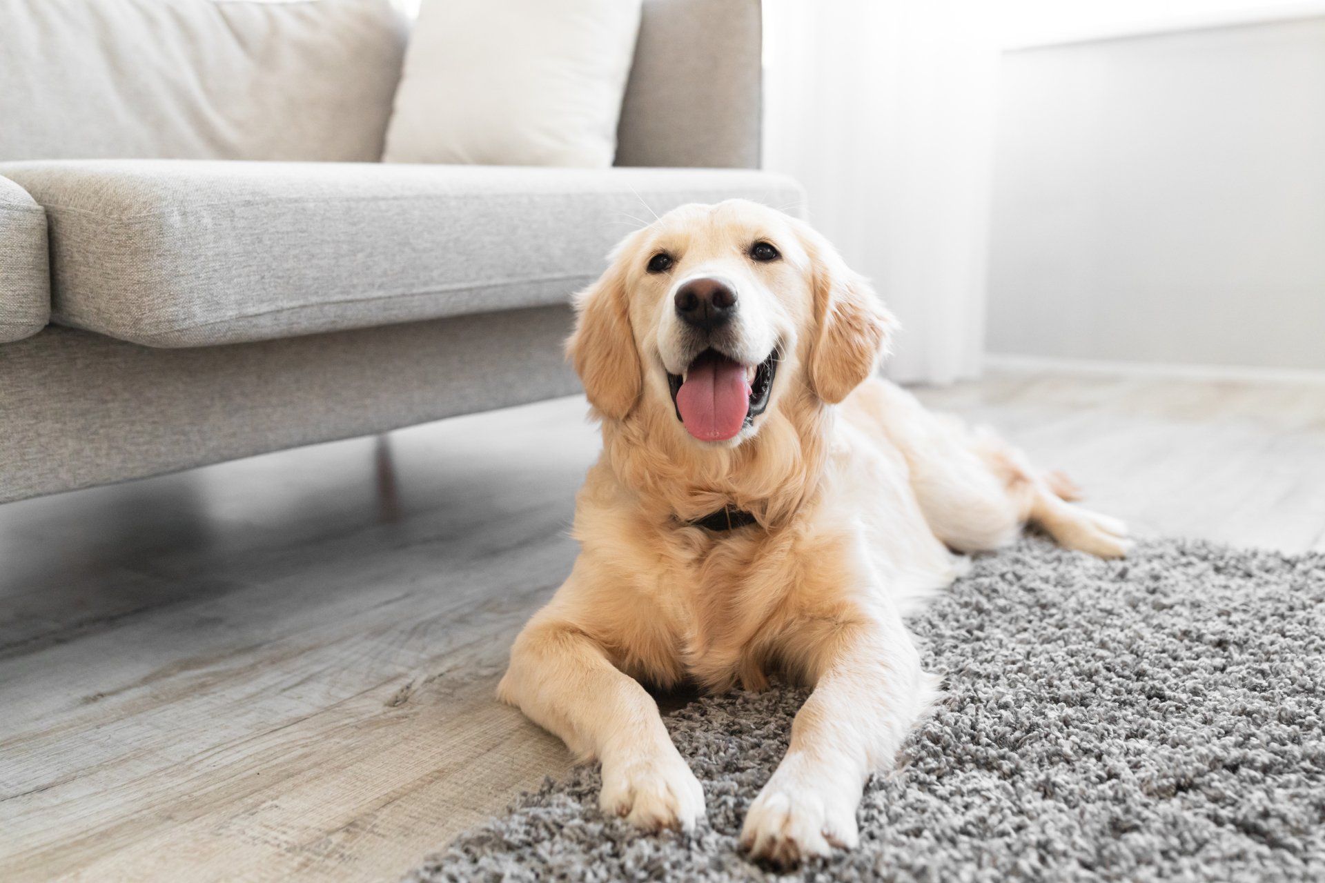 cute dog lying on a carpet