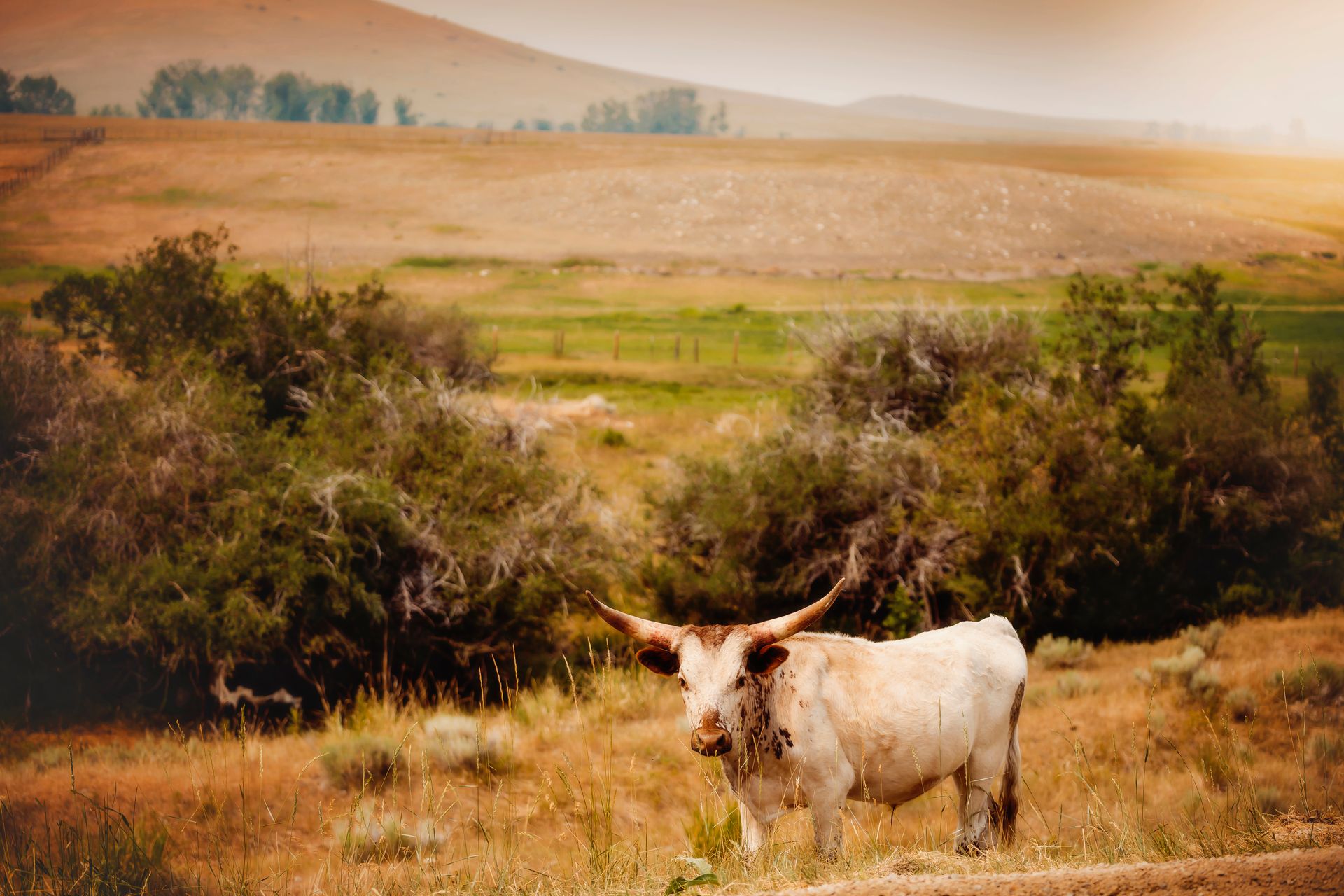 A white cow with long horns is standing in a field.