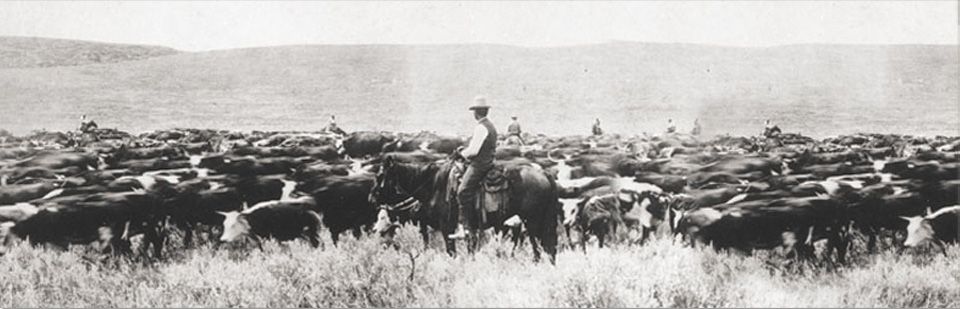 A man is riding a horse in a field with a herd of cows.