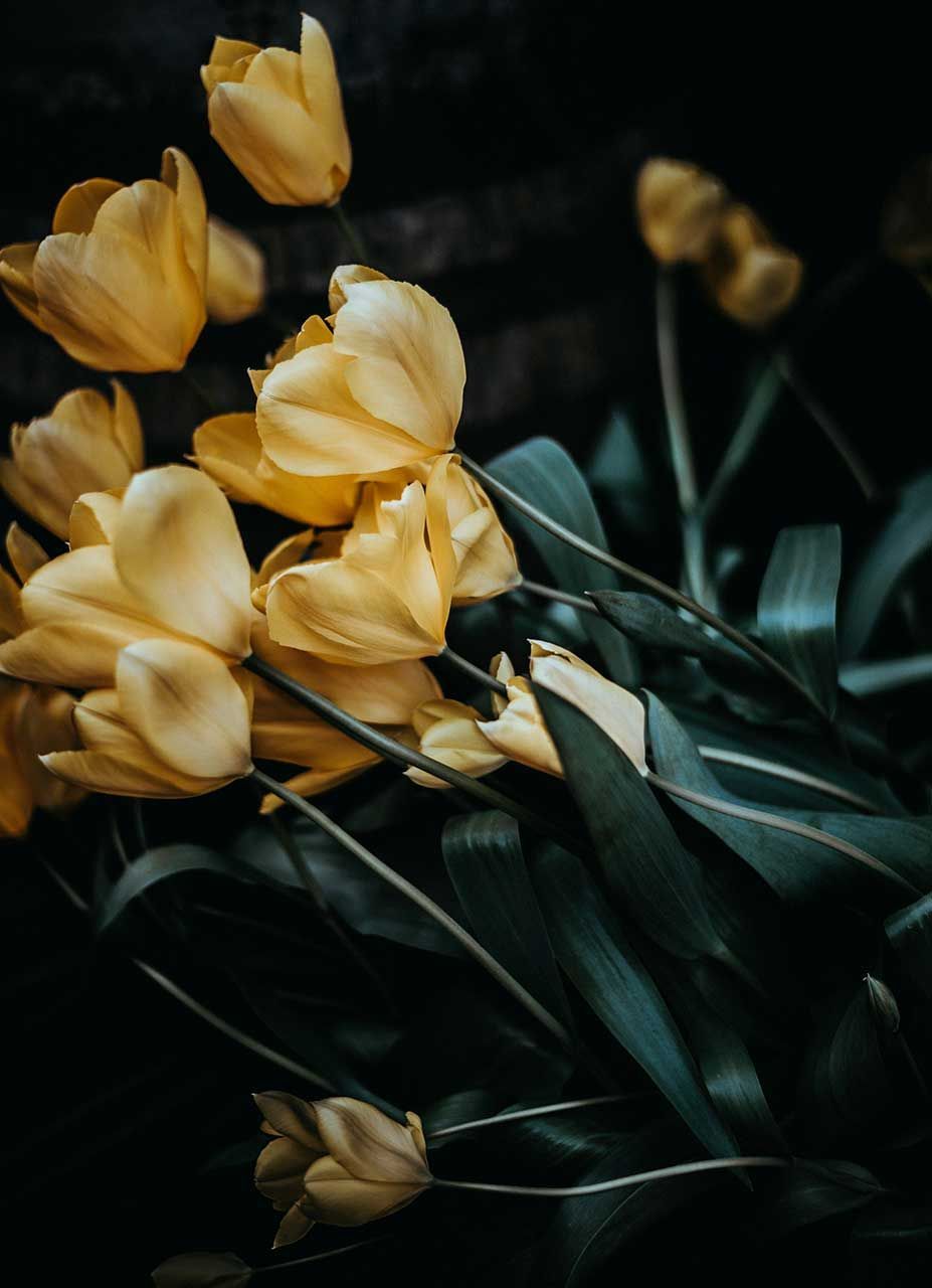 Yellow Tulips With Gracefully Curved Stems And Dark Green Leaves Against A Deep Shadowed Background