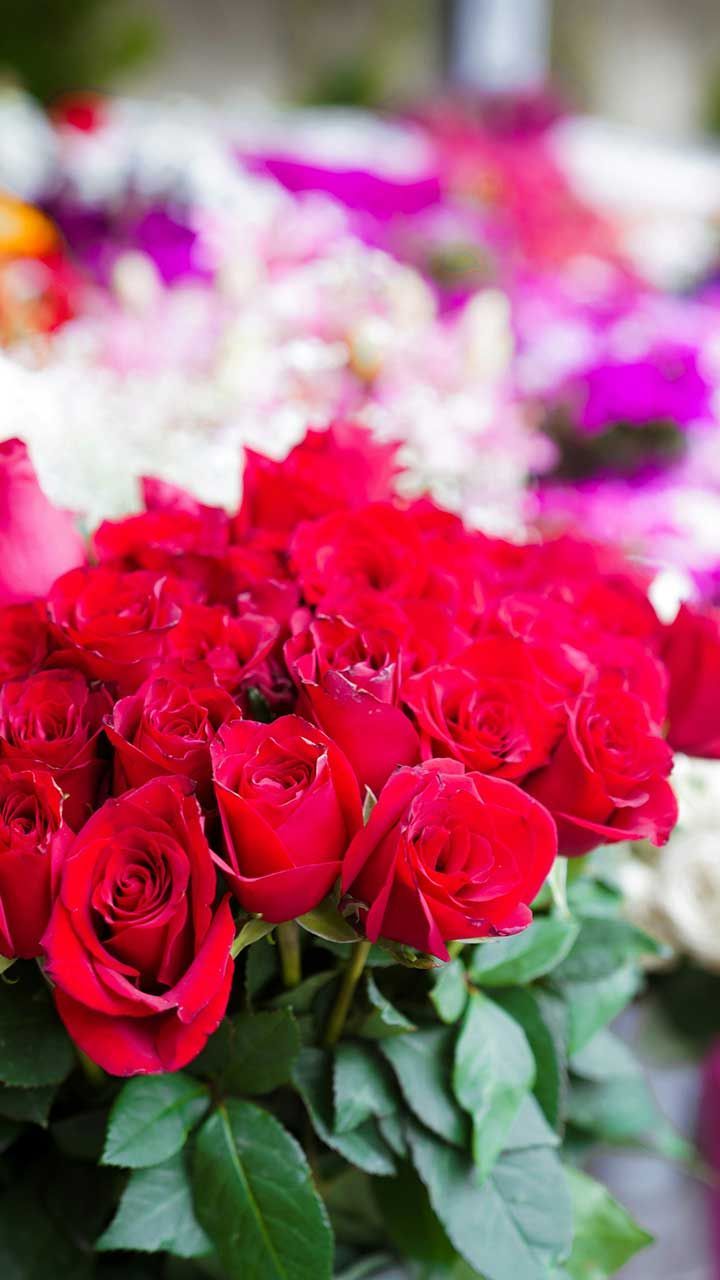 Bouquet Of Vibrant Red Roses With Green Leaves Displayed Among Colorful Floral Arrangements In Soft Focus Background