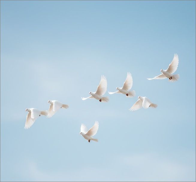 White doves flying together above funeral homes in Warman, SK