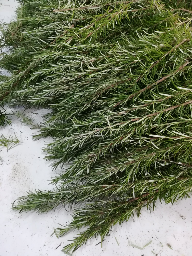Rametti di erbe aromatiche fresche e verdi, cosparsi di neve su uno sfondo bianco.