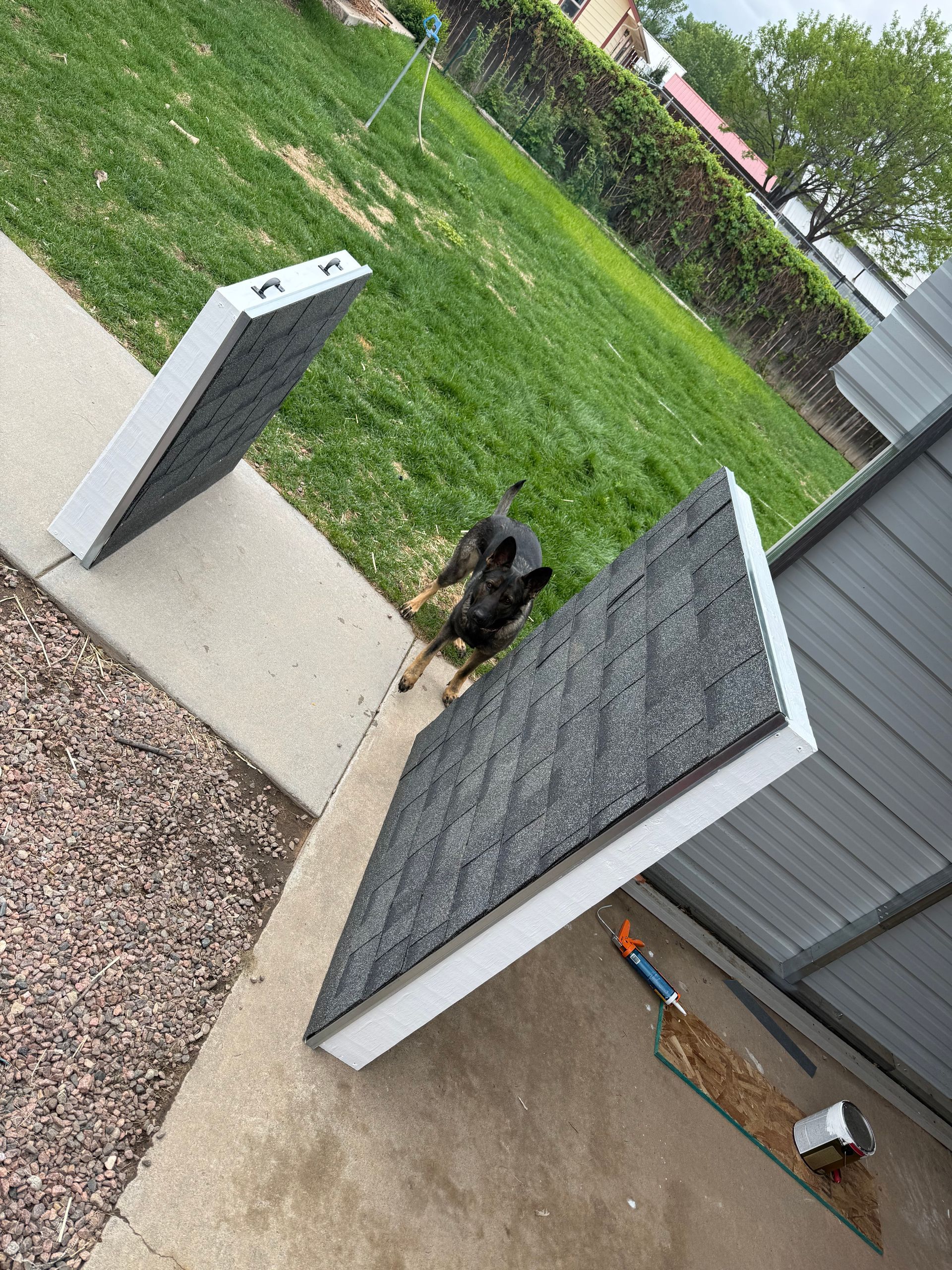 Small dog standing on a patio path between two angled yard signs near a grassy lawn.