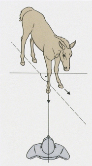 Figure 1: Assessment of limb comformation in the stationary foal Assessment of limb comformation in the stationary foal