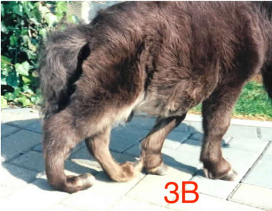 Figuur 3b Pony veulen dat door zijn kogels zakt door een abnormale laxiteit (niet sterk genoeg zijn) van zijn buigpezen laxiteit van de buigpezen