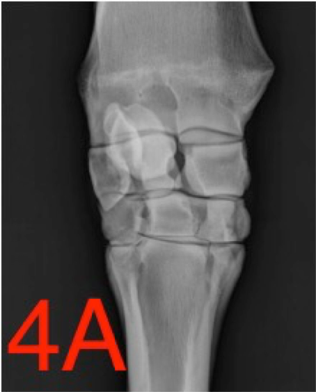 figuur 4A: een radiografische opname van de normale verbening van de beentjes van de voorknie normale verbening van de beentjes van de voorknie carpus