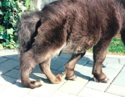 Figure 5: Pony foal that sinks through its fetlocks due to abnormal laxity (not strong enough) of its flexor tendons abnormal laxity (not strong enough) of its flexor tendons