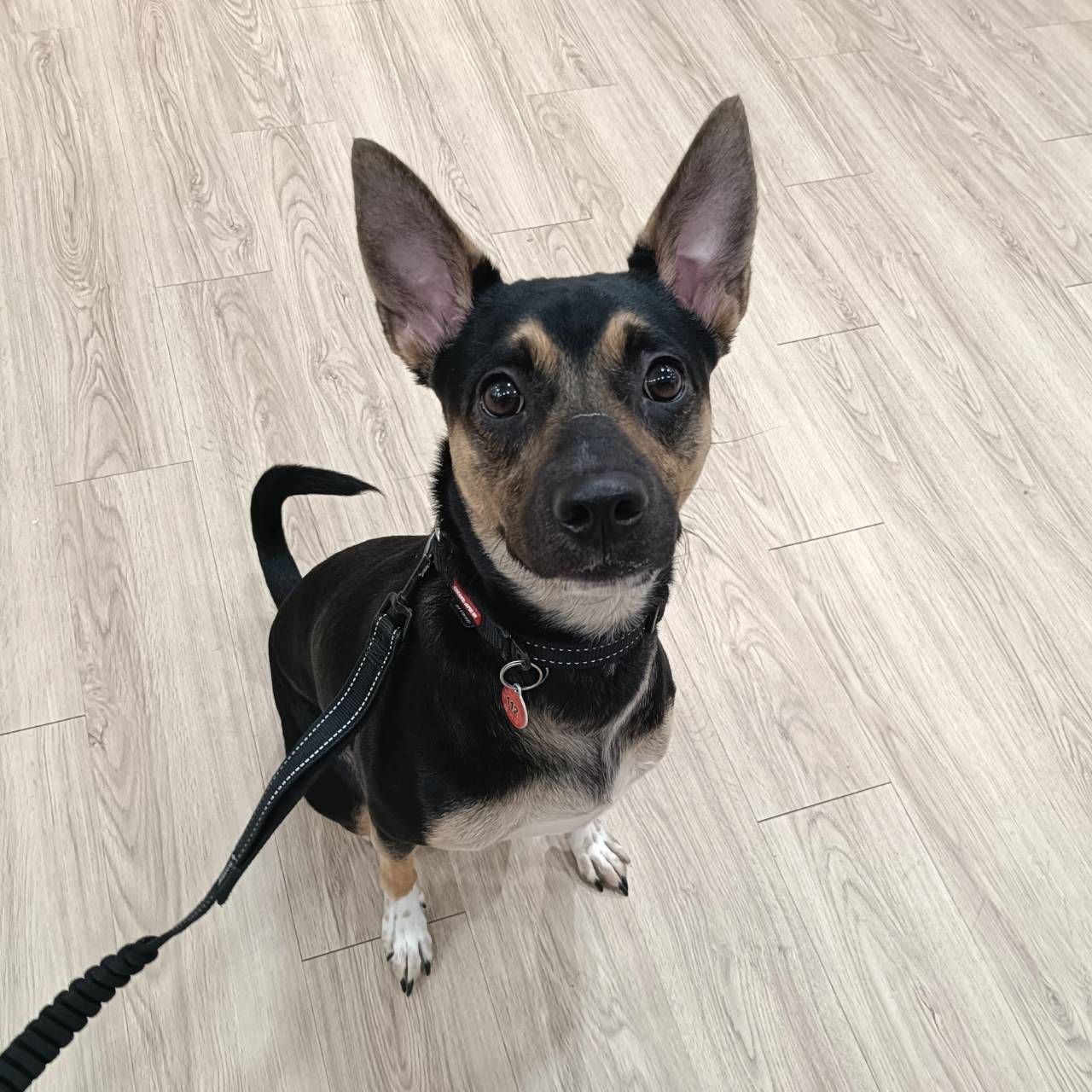 柴犬