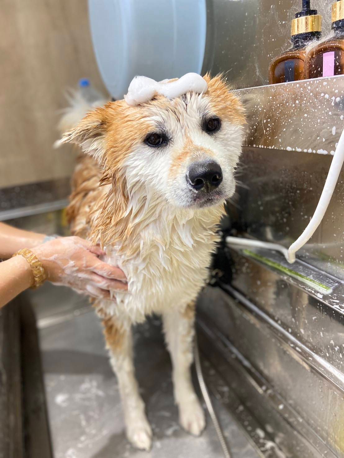 黃金獵犬