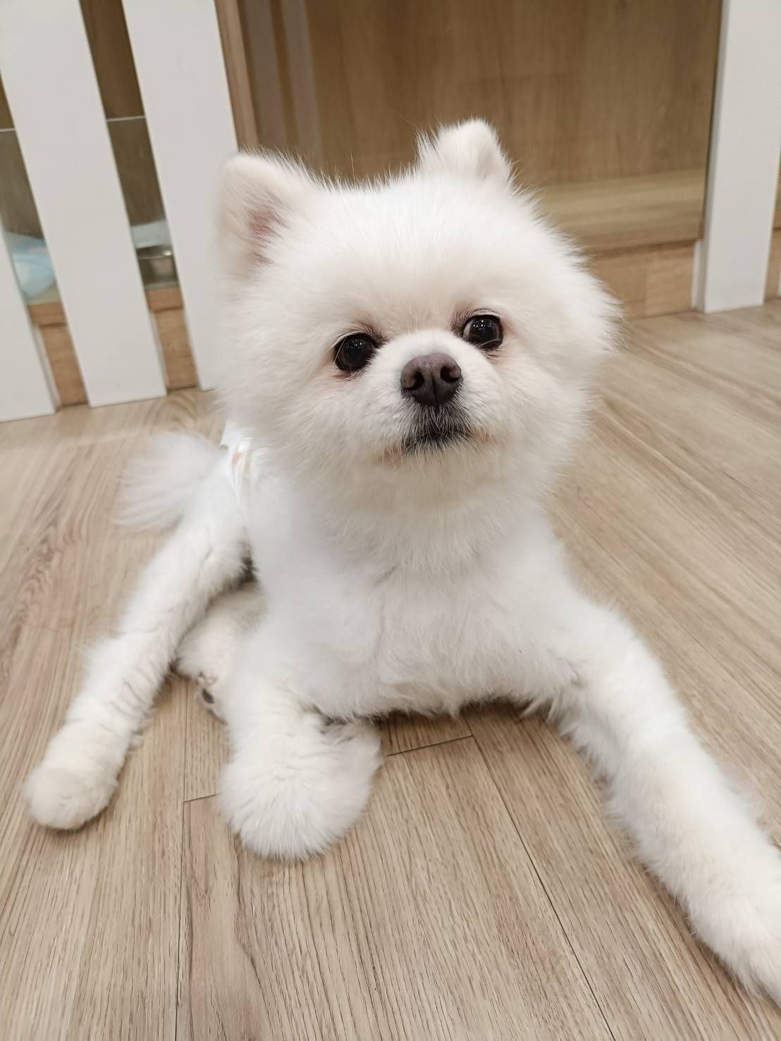 貴賓狗