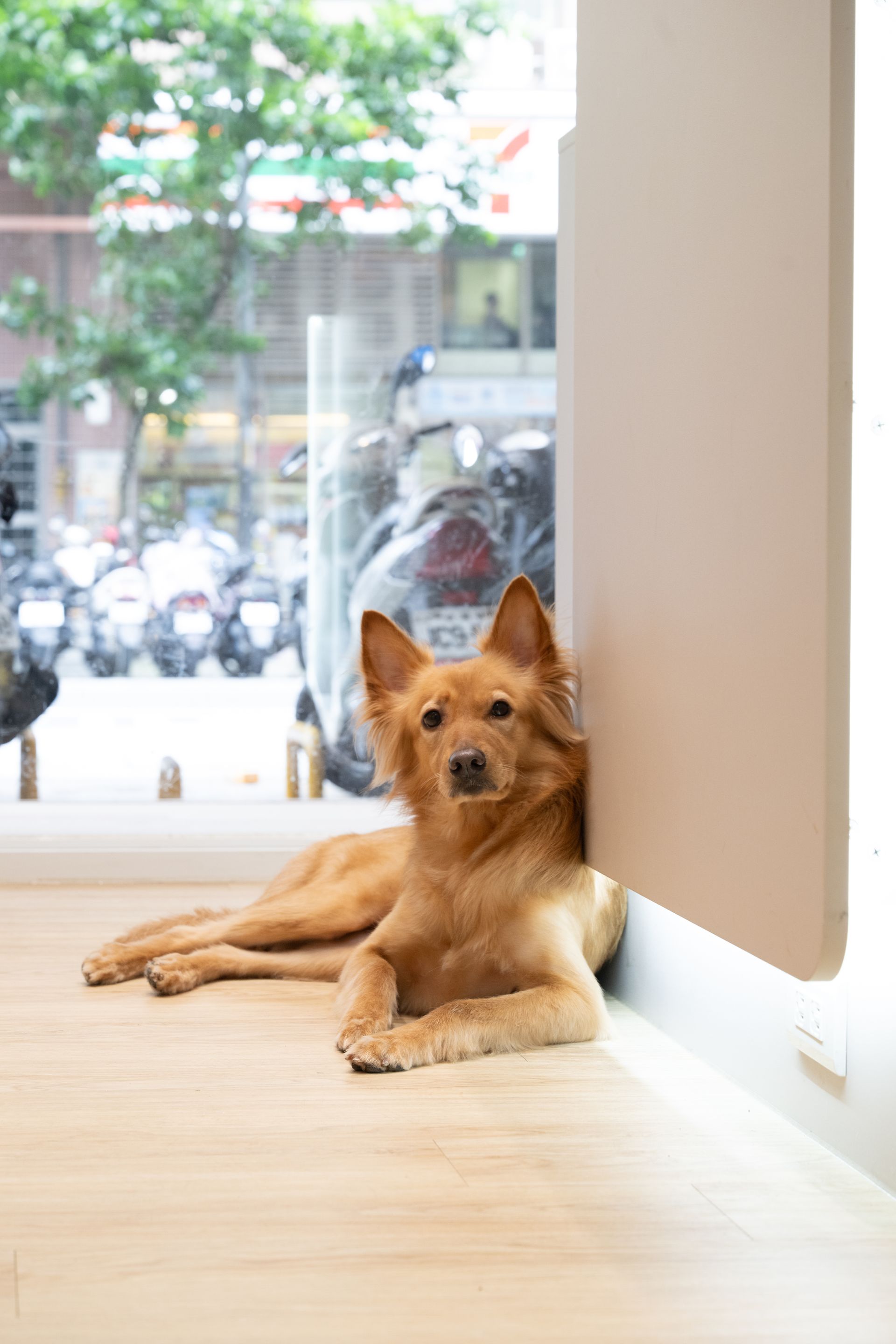 寵物手剪造型