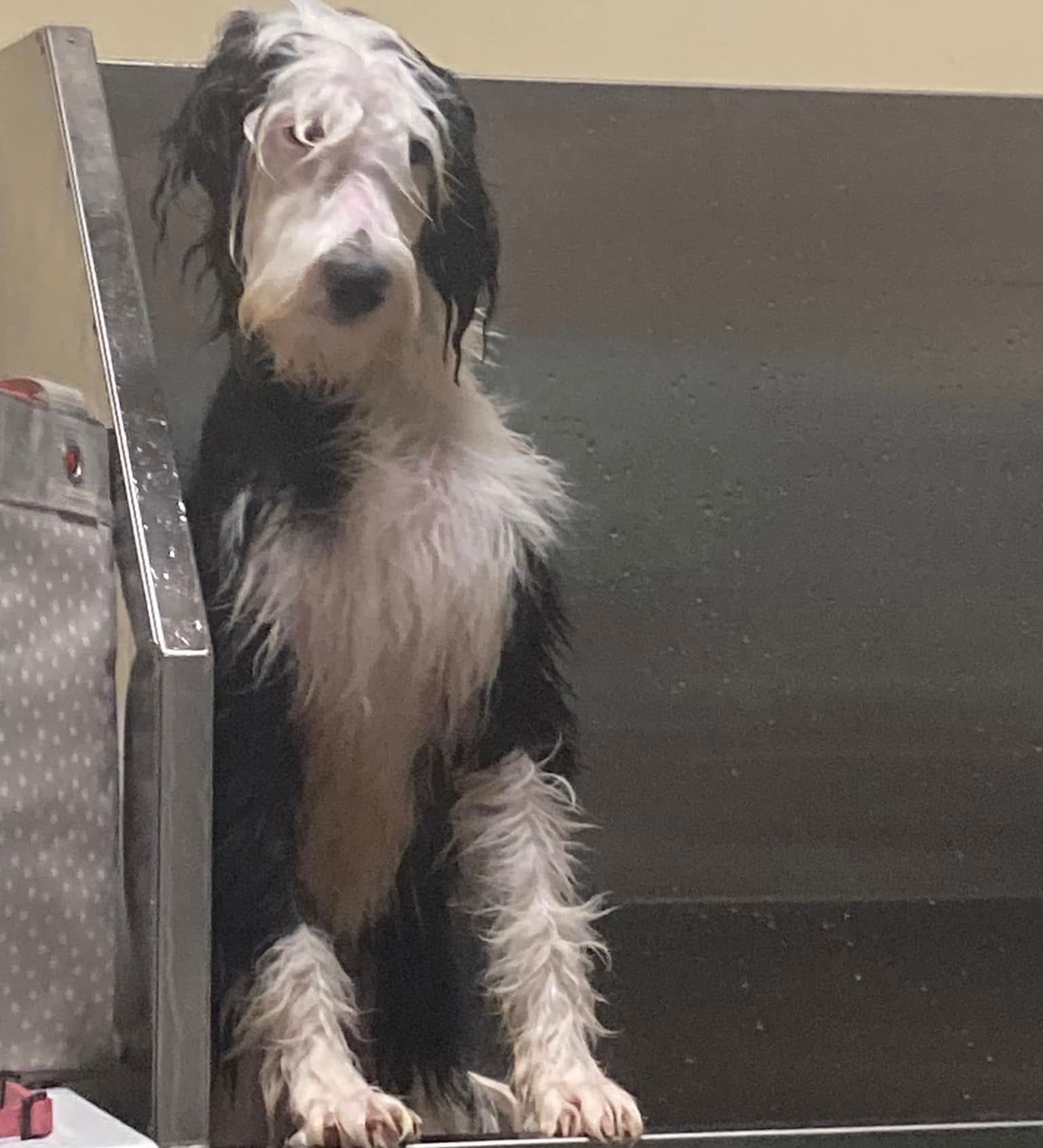 A black and white dog is sitting on a bench