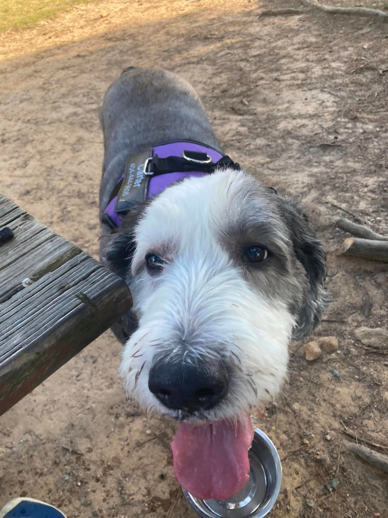 A gray and white dog is sitting on a picnic table with its tongue hanging out.