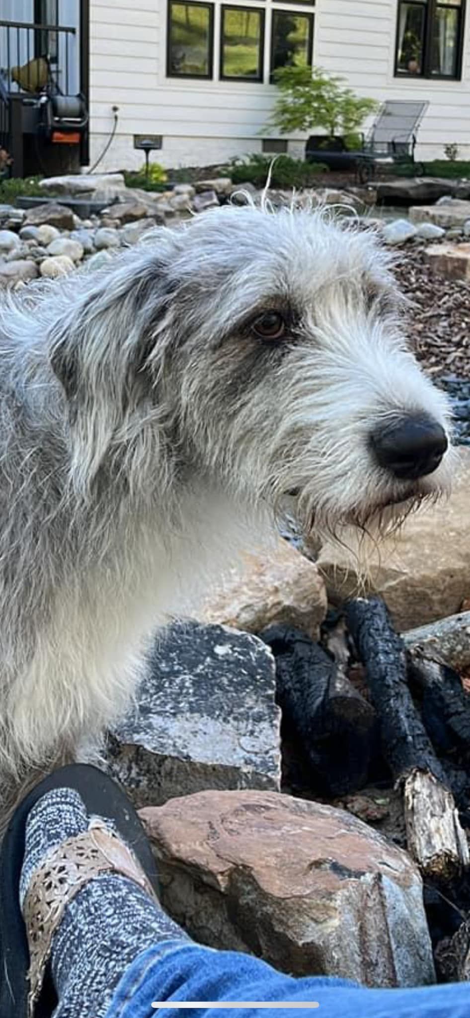 A dog is laying on top of a pile of rocks.