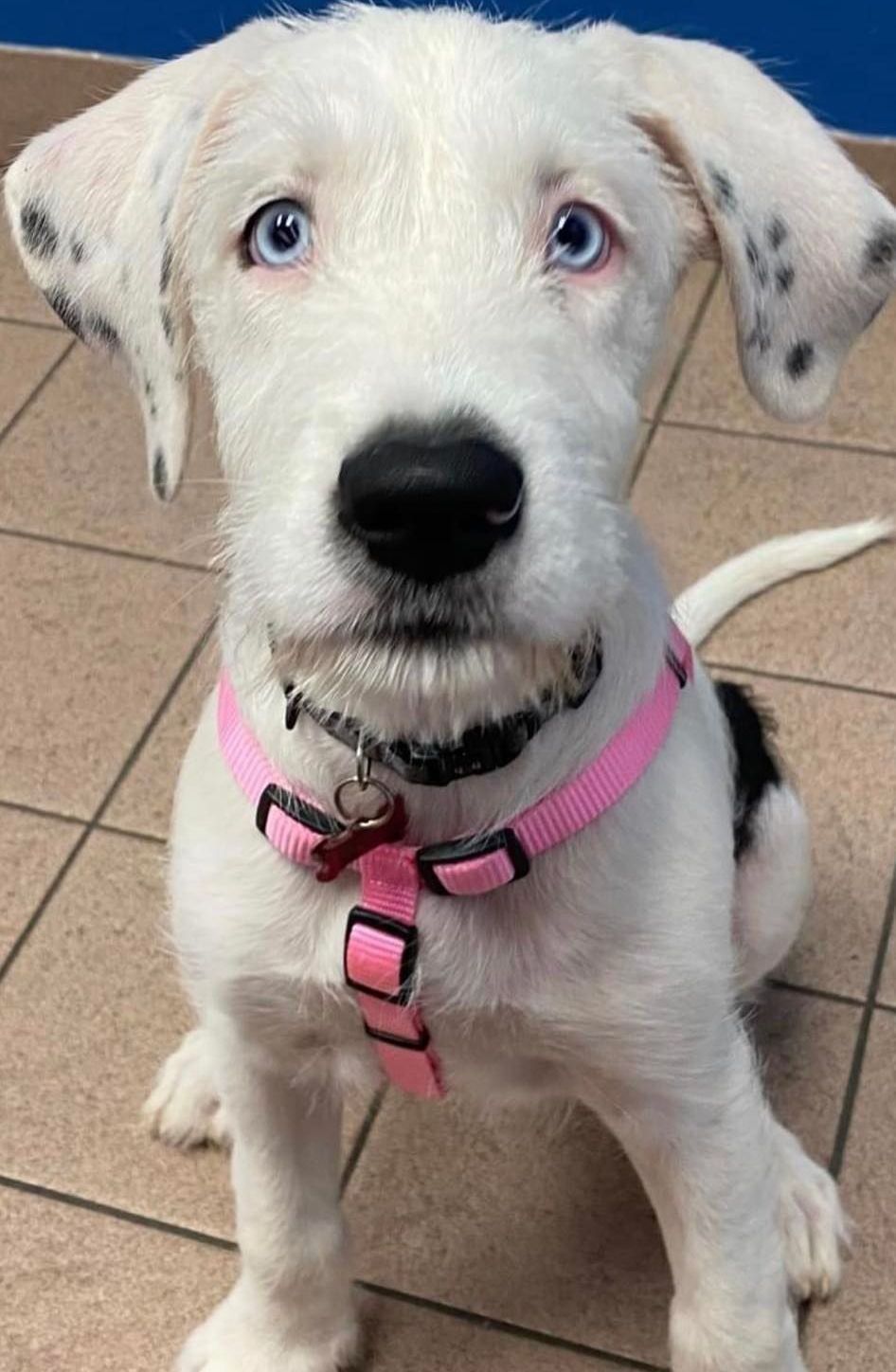 A dalmatian puppy wearing a pink collar is sitting on a tiled floor.