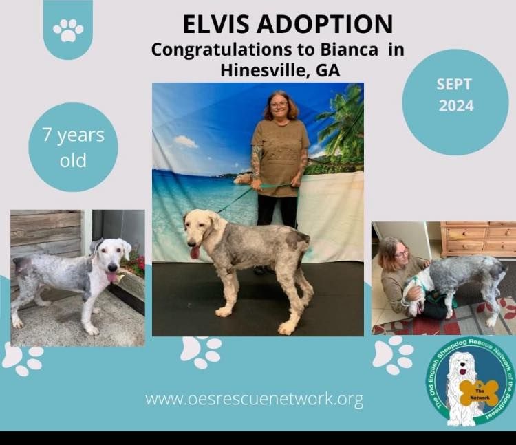 Elvis adoption congratulations to bianca in hinesville ga