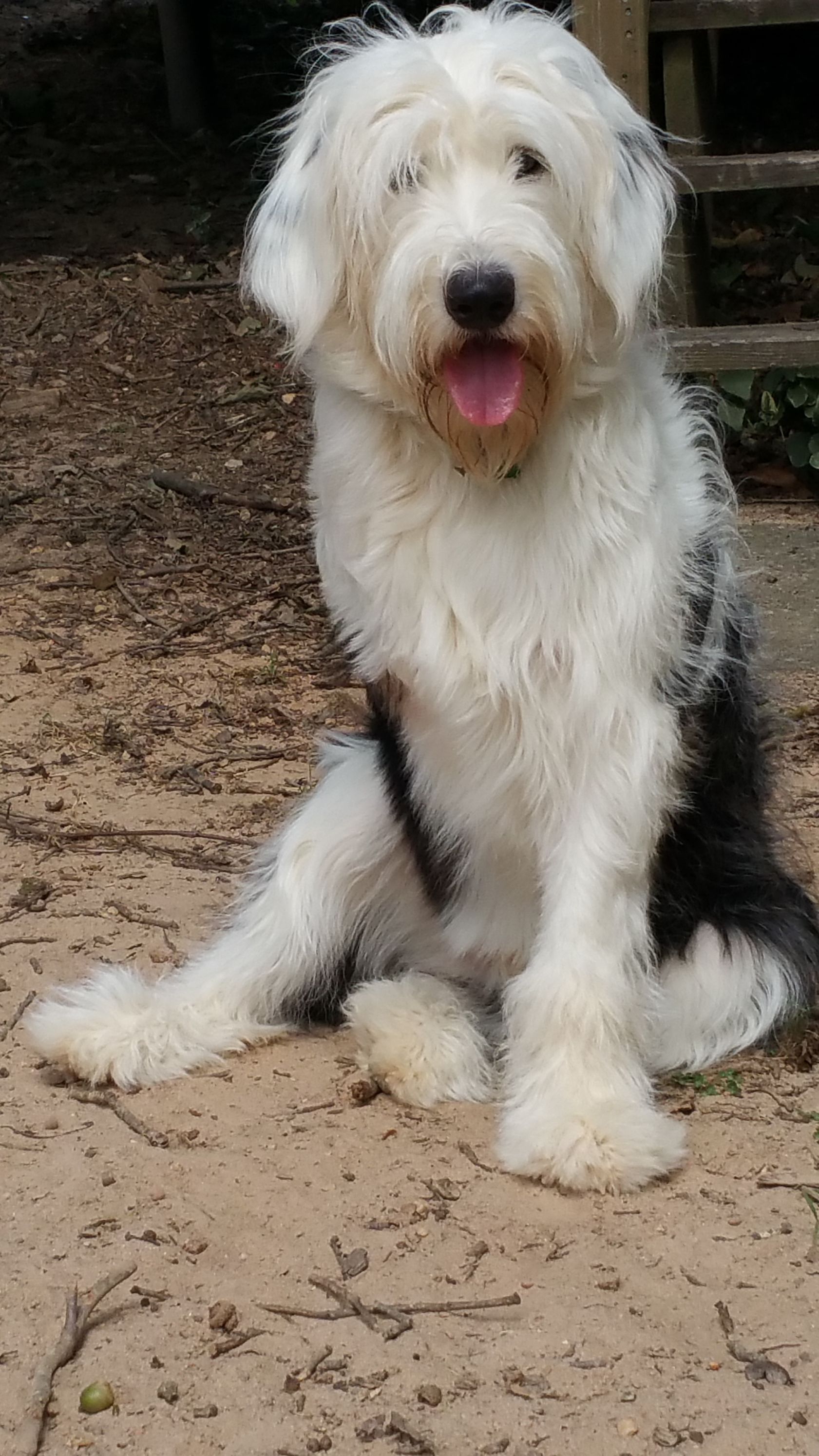 A black and white dog is sitting on the ground with its tongue hanging out.