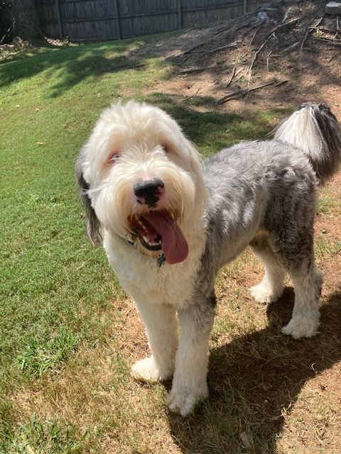 A white and gray dog is standing in the grass with its tongue hanging out.