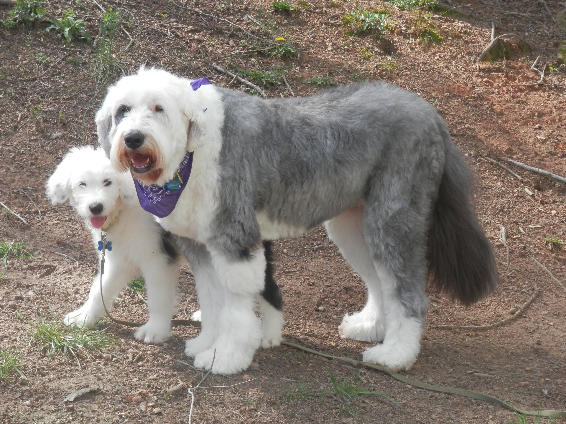 A gray and white dog standing next to a smaller dog