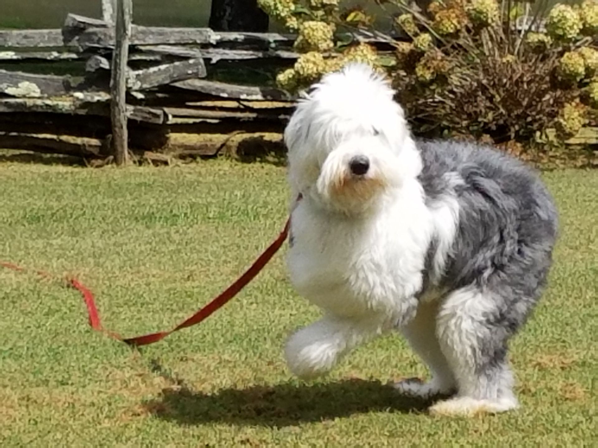 A small grey and white dog on a leash