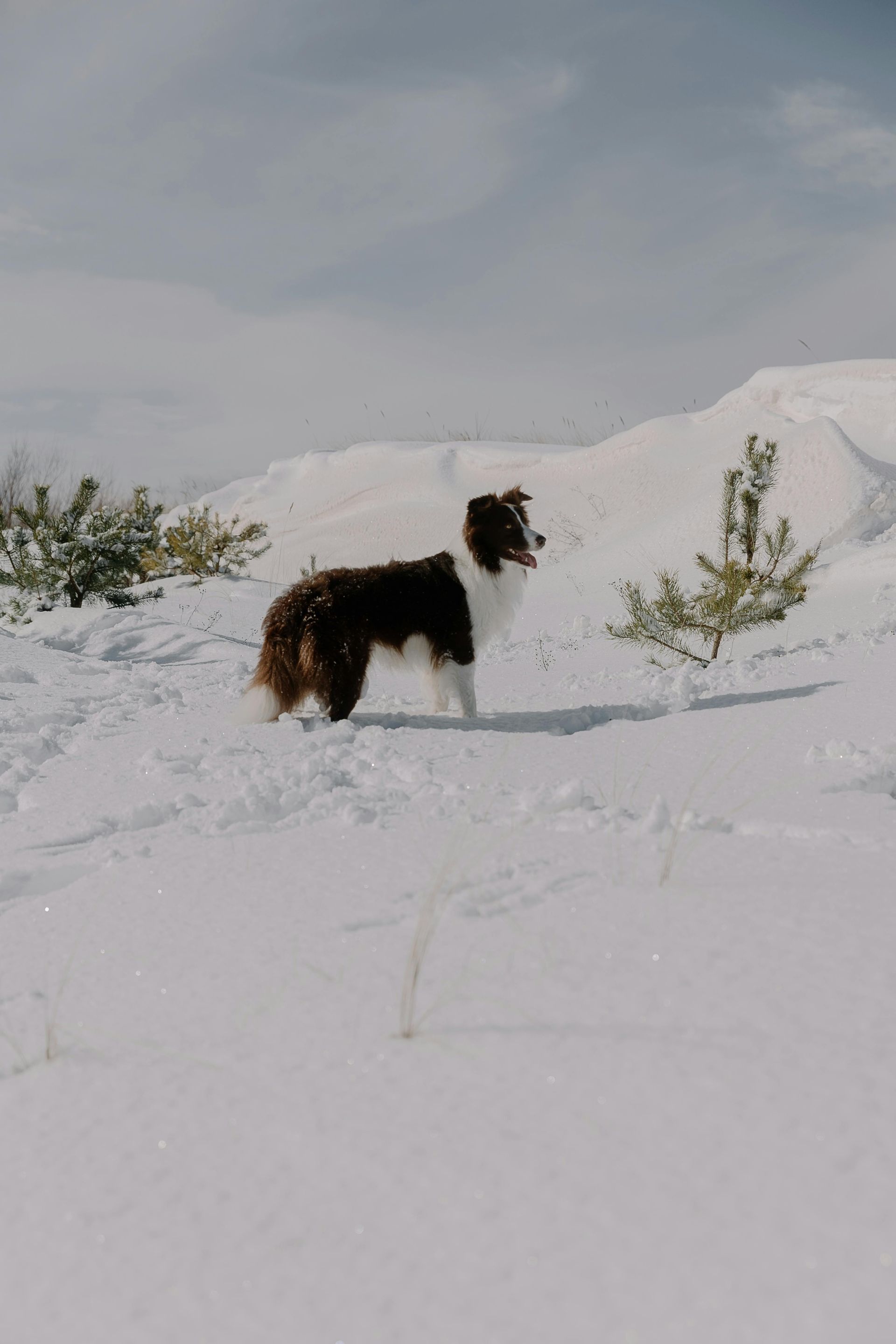A black and white dog is standing in the snow.