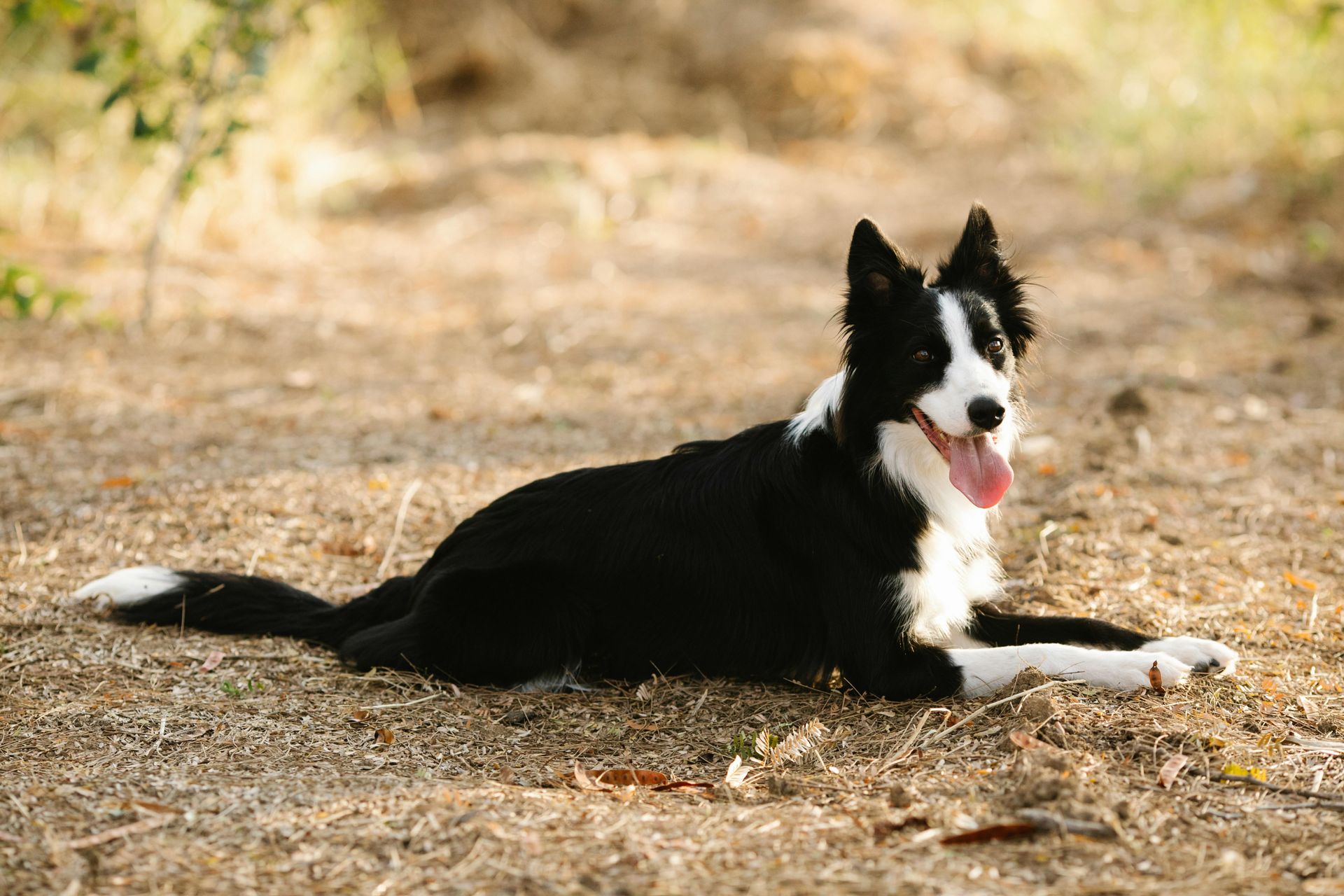 A black and white border collie dog is laying on the ground.