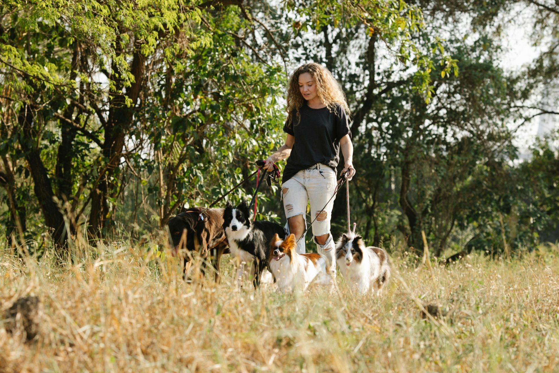A woman is walking three dogs in a field.