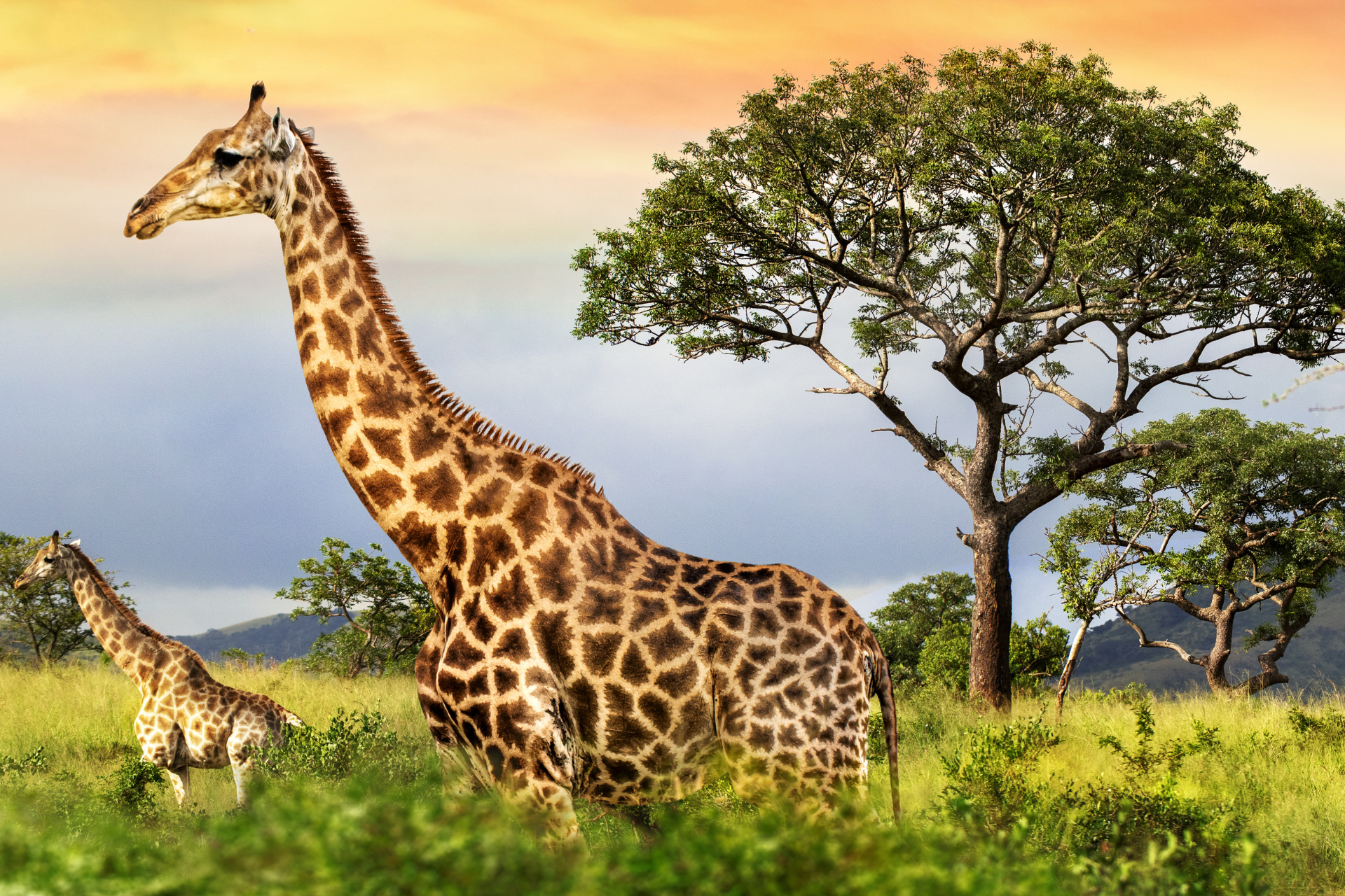 Two giraffes standing in a field with trees in the background