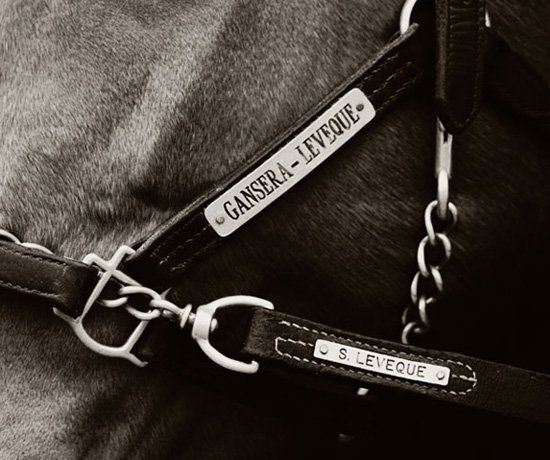 A jockey is riding a horse with the number 7 on it
