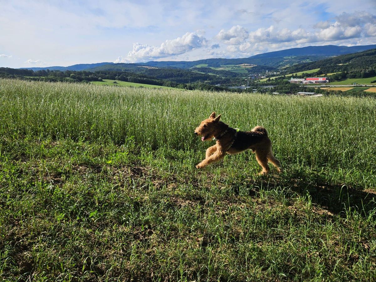 Ein Hund läuft ausgelassen durch eine Wiese mit Blick auf die Hügel um Altlengbach