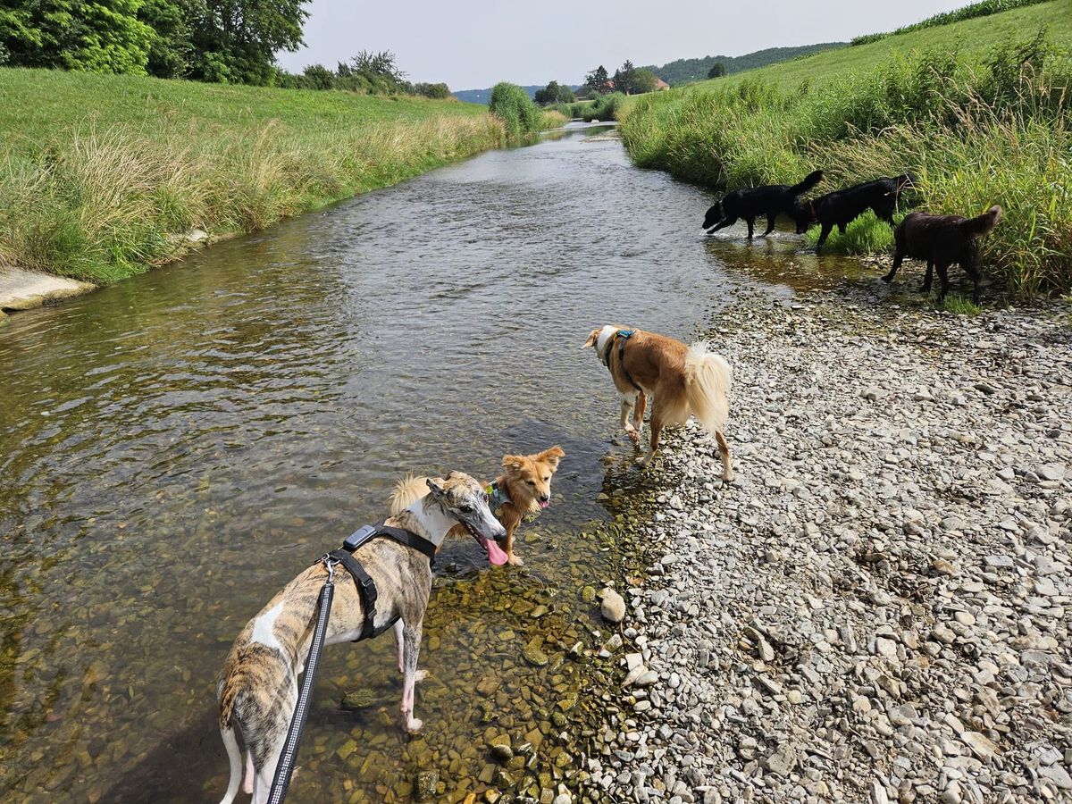 Hunde erkunden gemeinsam einen Bach und sein Ufer