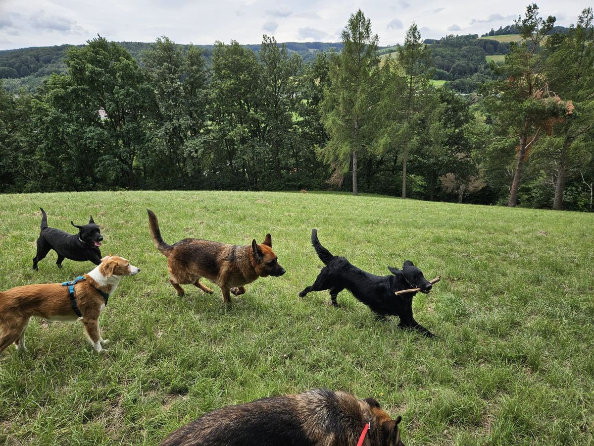 Hunde toben gemeinsam auf einer Wiese bei Altlengbach