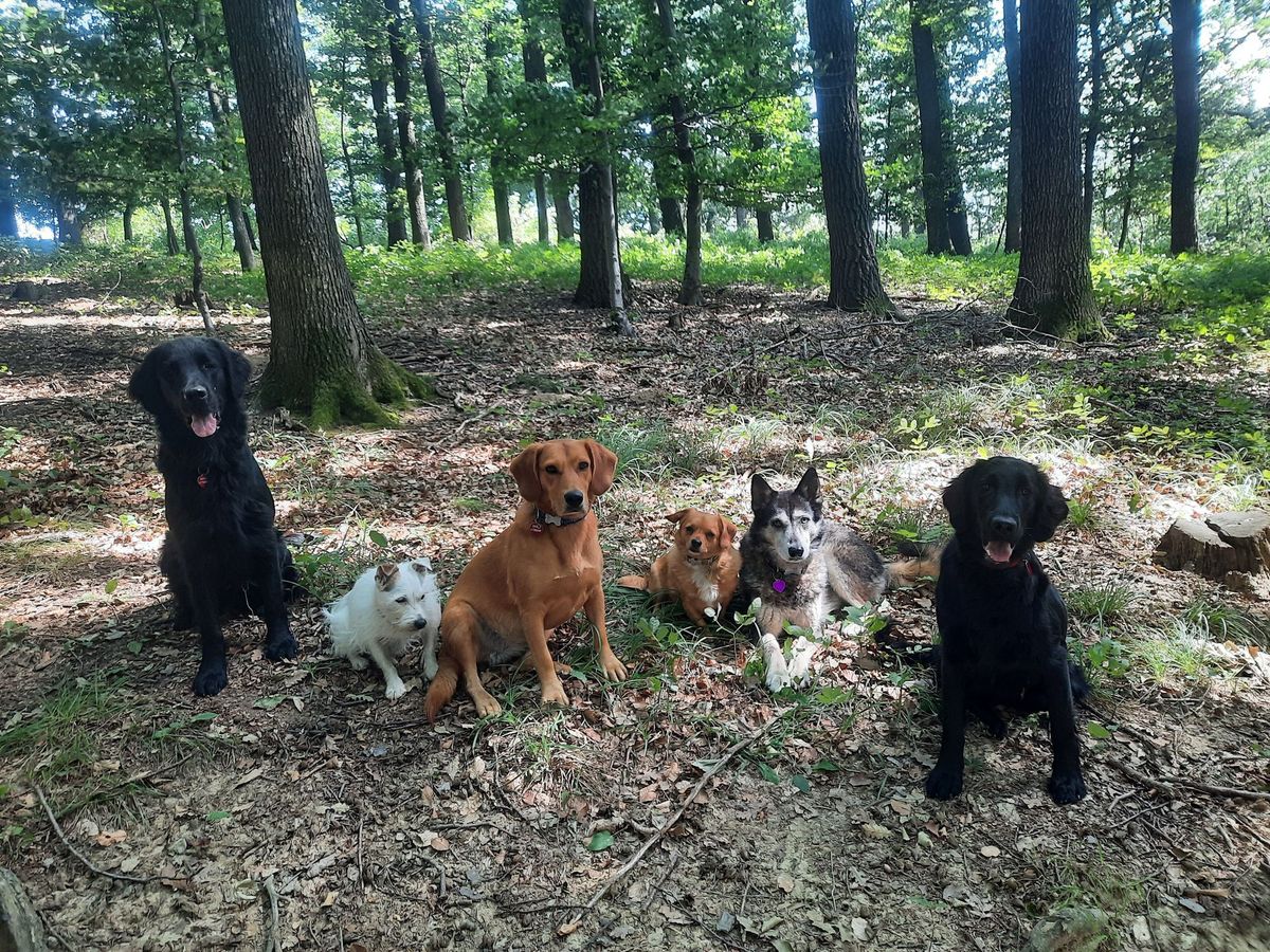 Sechs Hunde sitzen gemeinsam in einem Wald bei Altlengbach