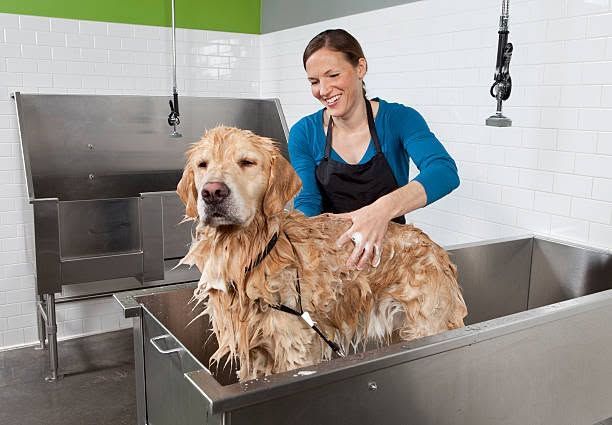 Golden retriever being bathed by a groomer in a stainless steel pet wash station