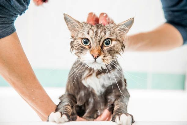 Wet tabby kitten being held and washed in a sink, with water on its fur.