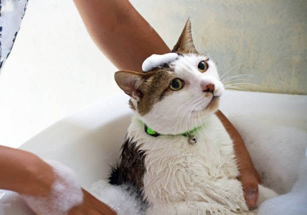 Wet tabby-and-white cat with green collar being bathed, looking up calmly in a sink