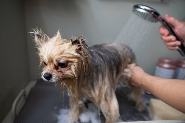 Small wet dog being rinsed in a sink with a handheld showerhead